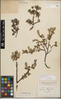 Foto von Salix glauca L.